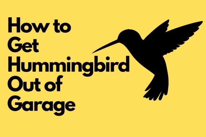 How to get hummingbird out of garage